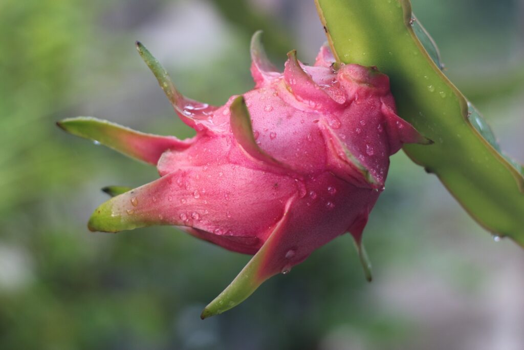 Mango Dragon Fruit Refresher Recipe