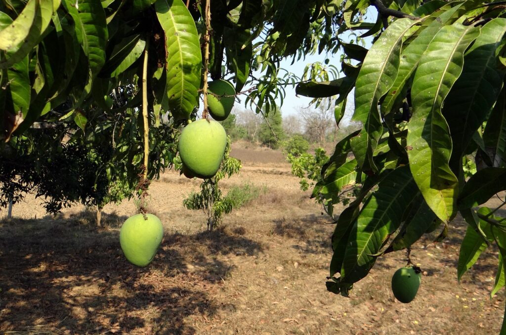 Nutritional Profile of Mango Leaves