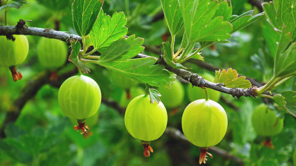 Amla Side Effects on Liver